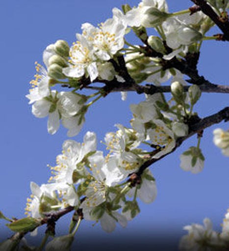 Plum Tree Methley