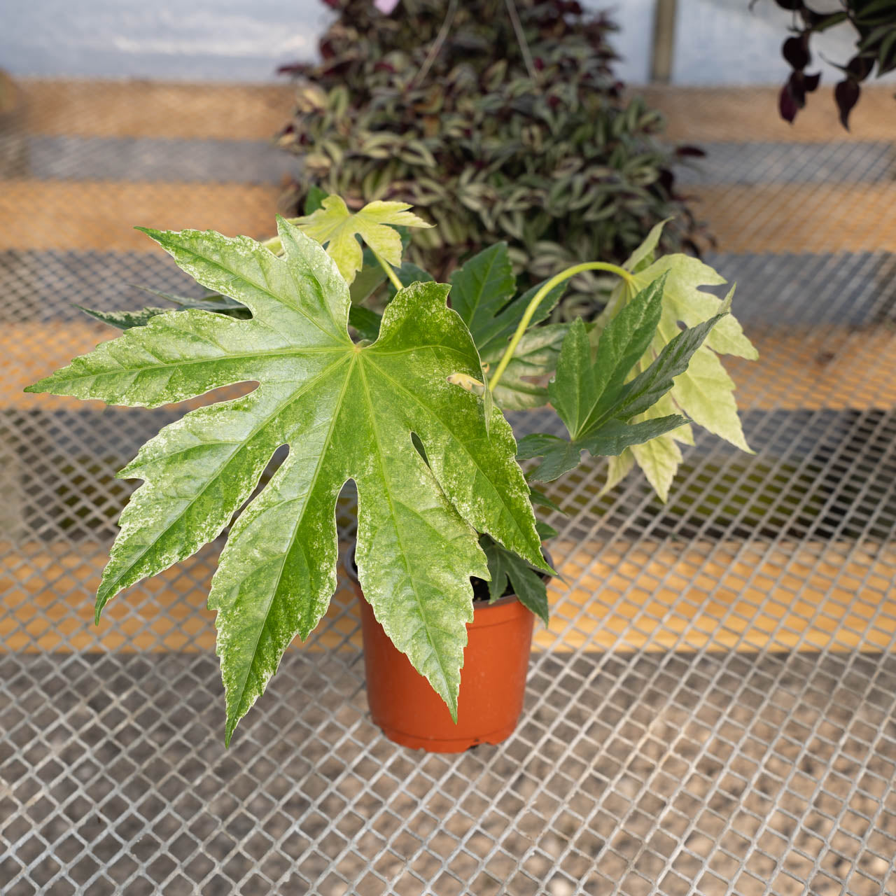 Fatsia Spider Web