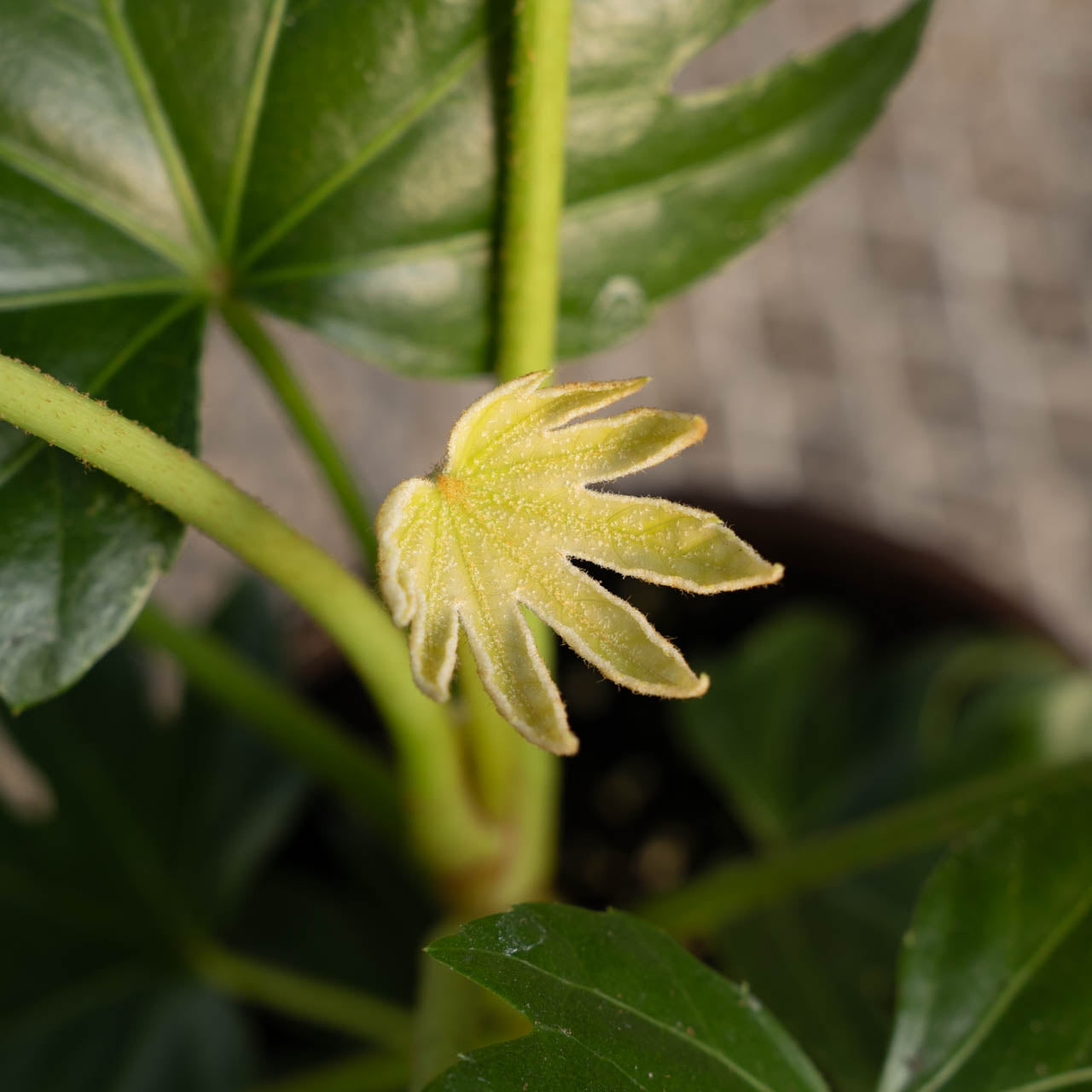 Fatsia Spider Web