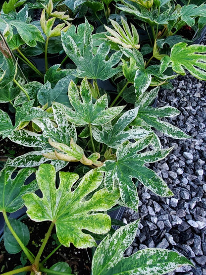 Fatsia Spider Web