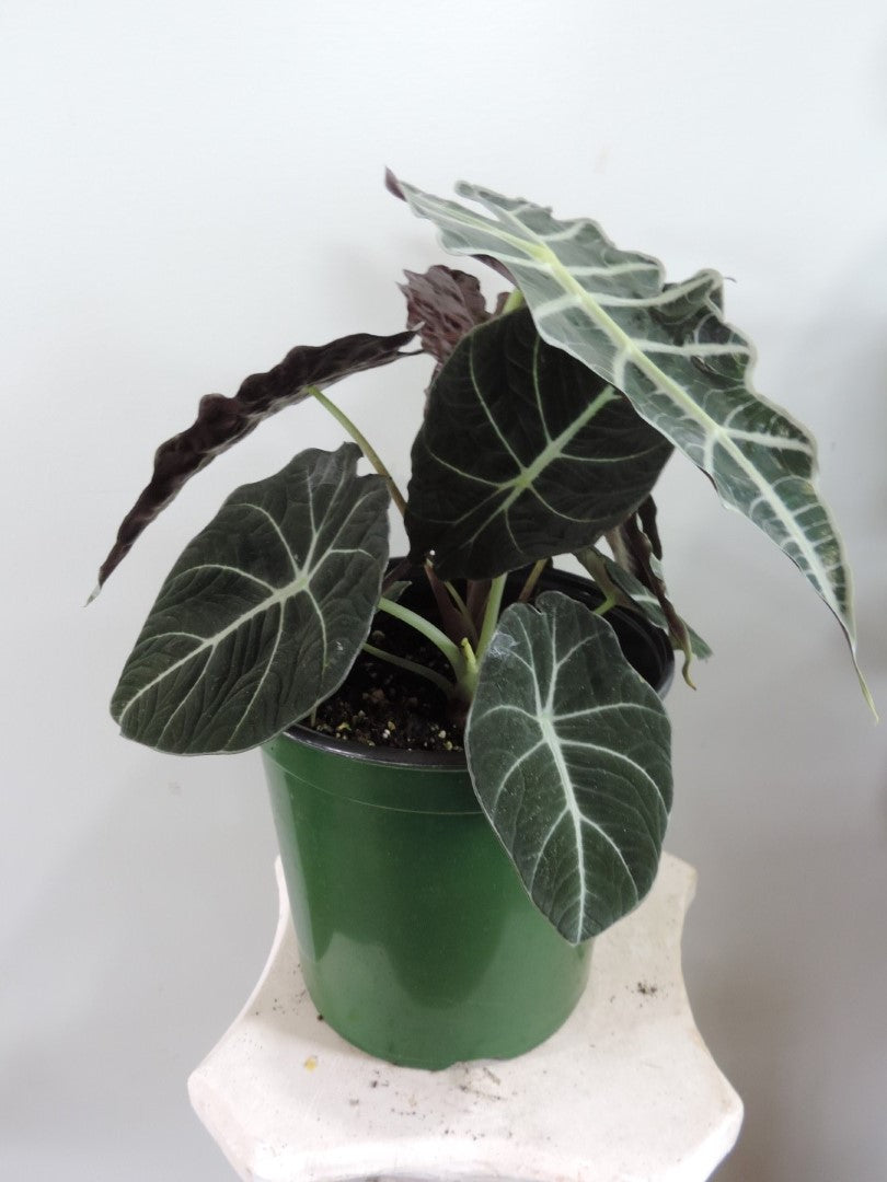 Alocasia 6 / 8