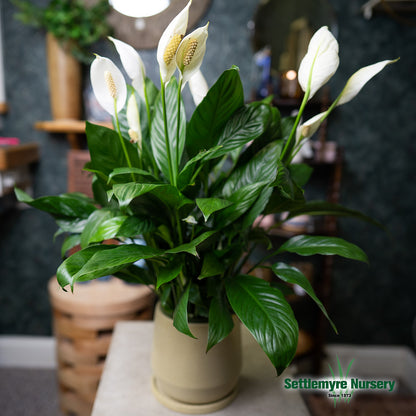 Peace Lily 6 inch