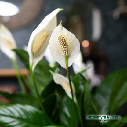 Peace Lily 6 inch