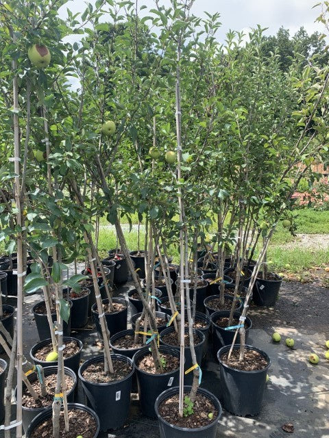 Apple Tree Red Delicious 5 Gallon