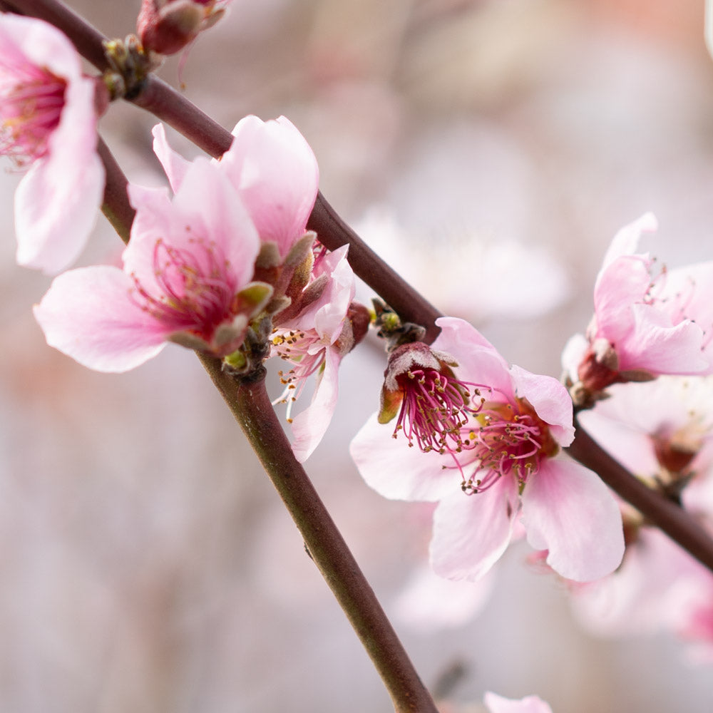 Peach Tree Elberta 5 Gallon