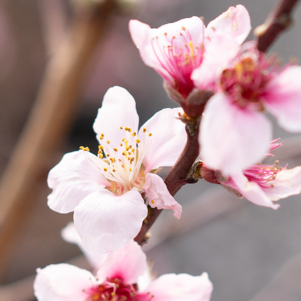 Peach Tree Elberta 5 Gallon