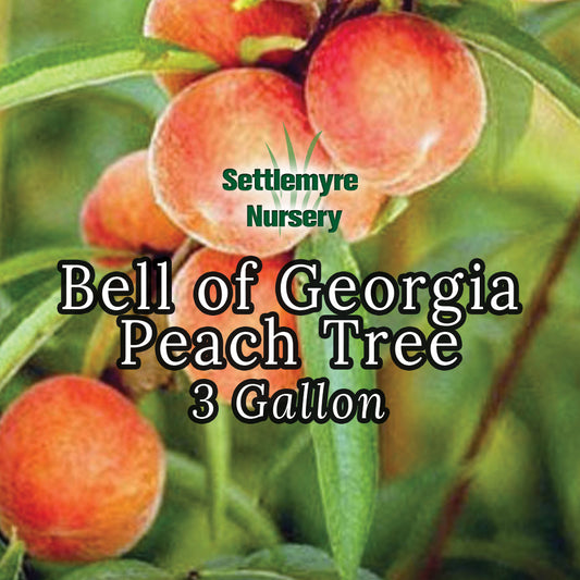 Peach Tree Bell of Georgia 3 Gallon