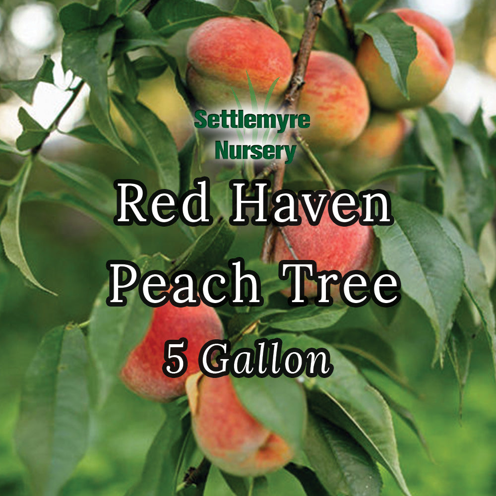 Peach Tree Red Haven 5 Gallon