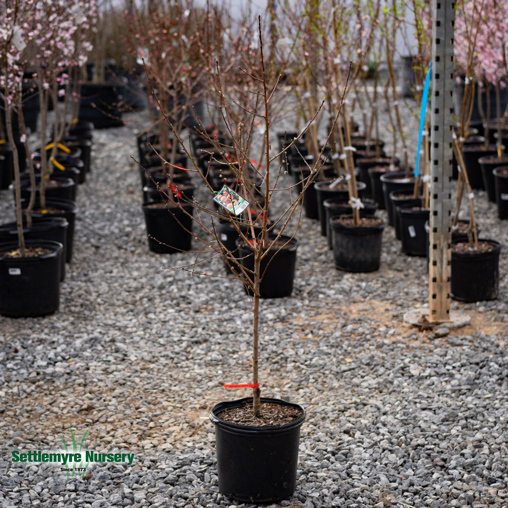 Peach Tree Red Haven 5 Gallon