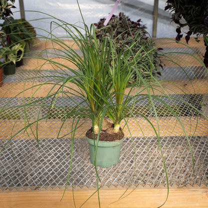 Ponytail Palm