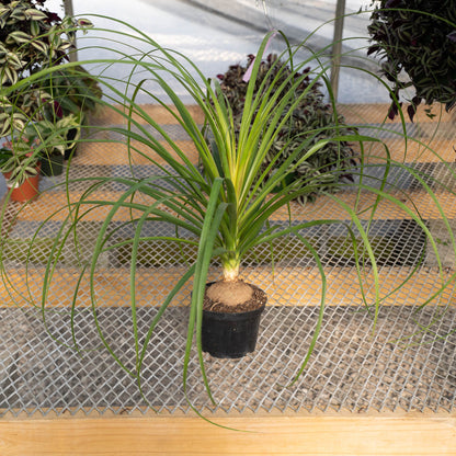 Ponytail Palm