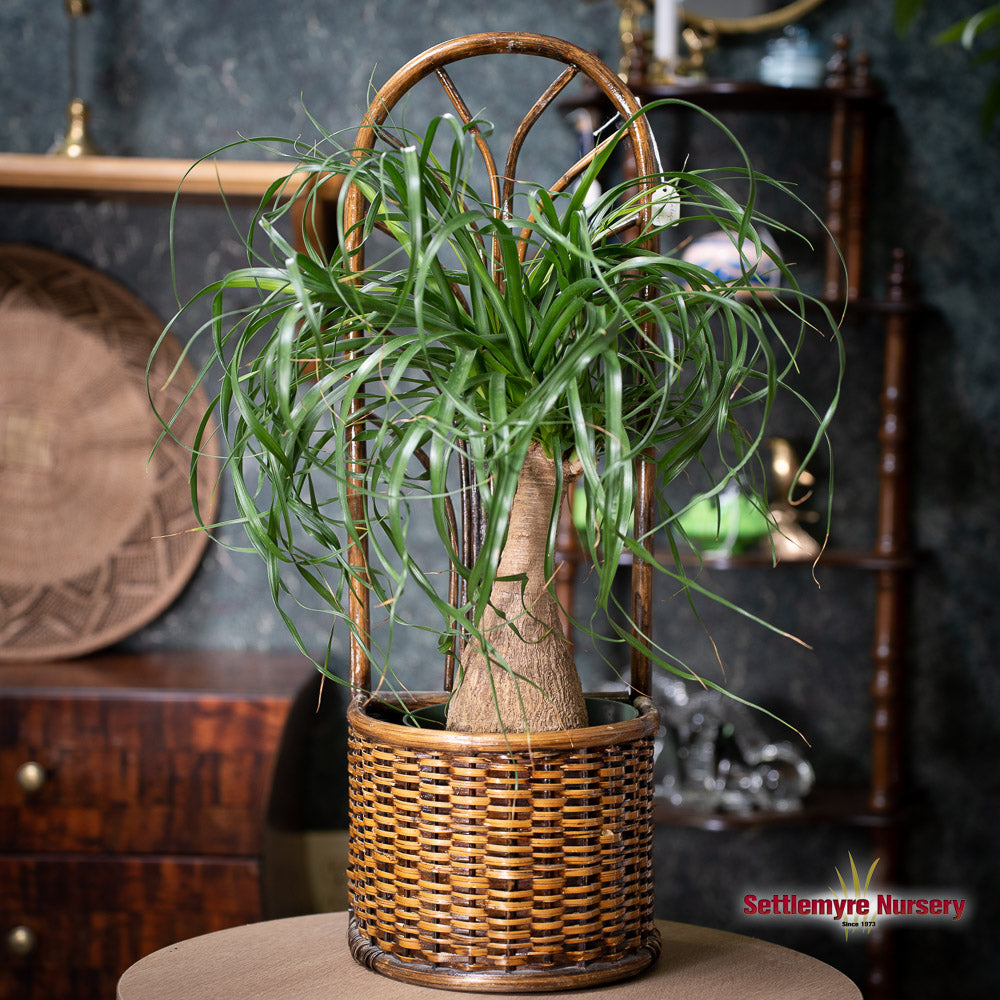 Ponytail Palm