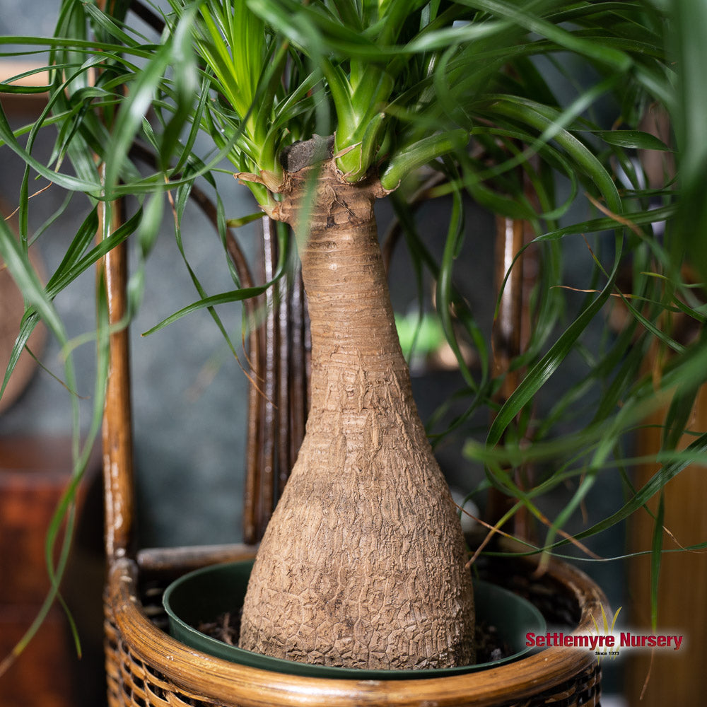 Ponytail Palm