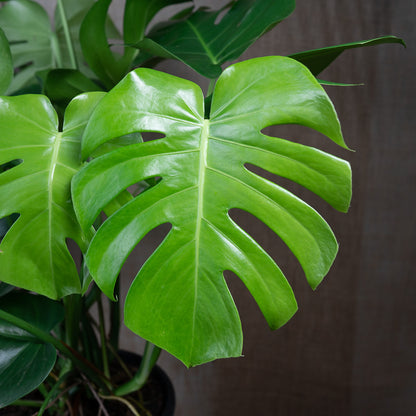 Monstera Deliciosa