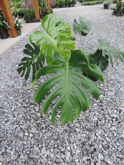 Monstera Deliciosa