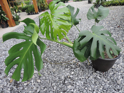 Monstera Deliciosa