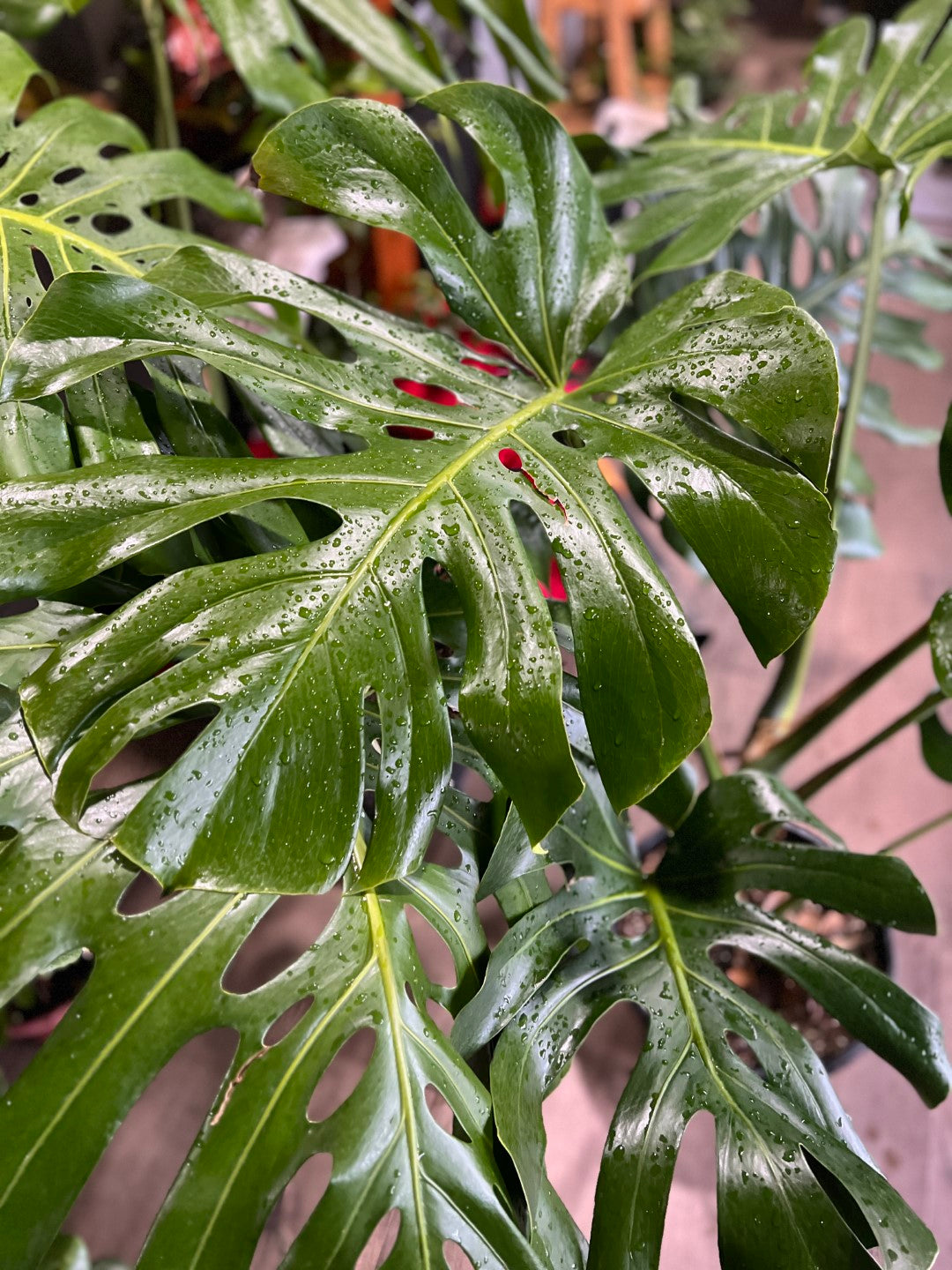 Monstera Deliciosa