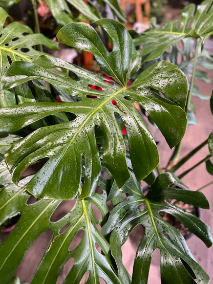 Monstera Deliciosa