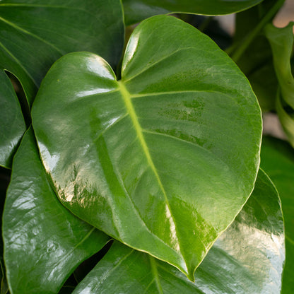 Monstera Deliciosa