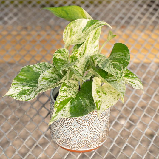 Pothos Marble Queen