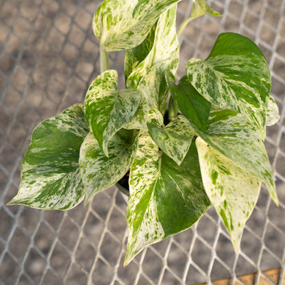 Pothos Marble Queen