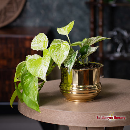 Pothos Marble Queen