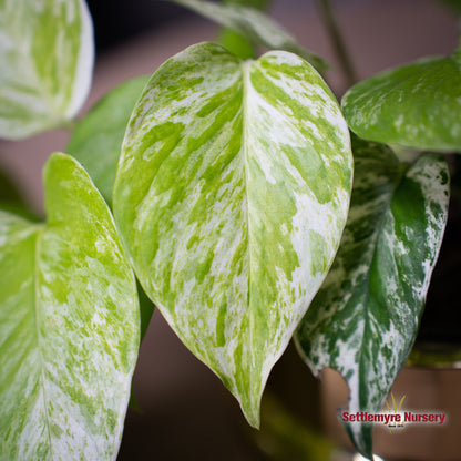 Pothos Marble Queen