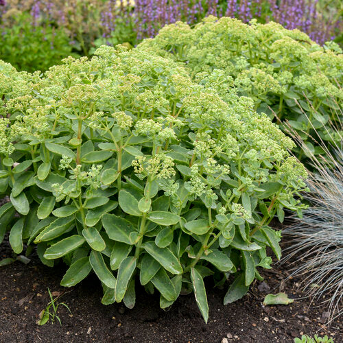 Sedum Assorted 1 Gallon