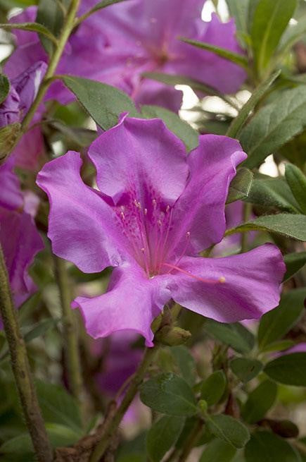 Azalea Encore Autumn Royalty