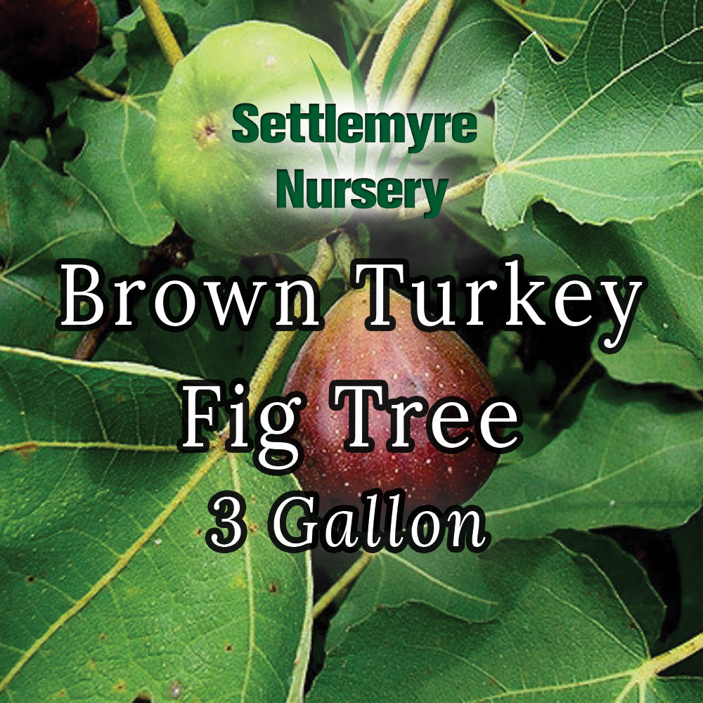 Brown Turkey Fig