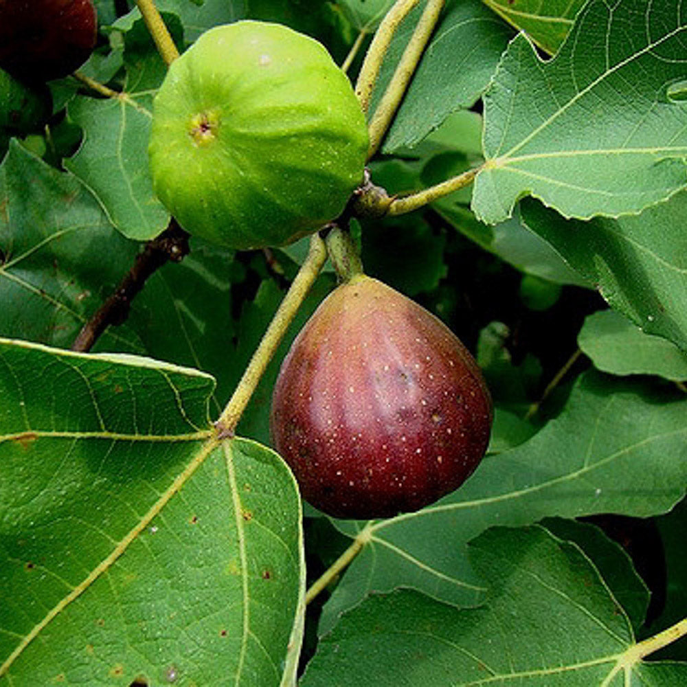 Brown Turkey Fig close-up