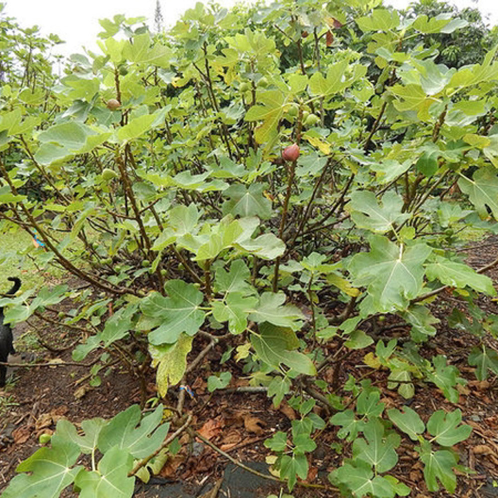 Brown Turkey Fig Tree