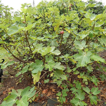 Brown Turkey Fig Tree