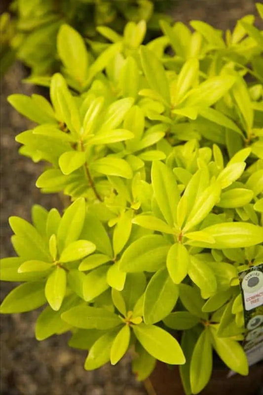 Illicium Florida Sunshine 3 Gallon