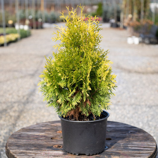 Yellow Ribbon Arborvitae Thuja