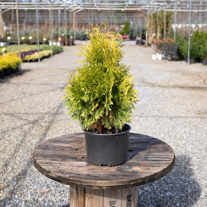 Foliage of Yellow Ribbon