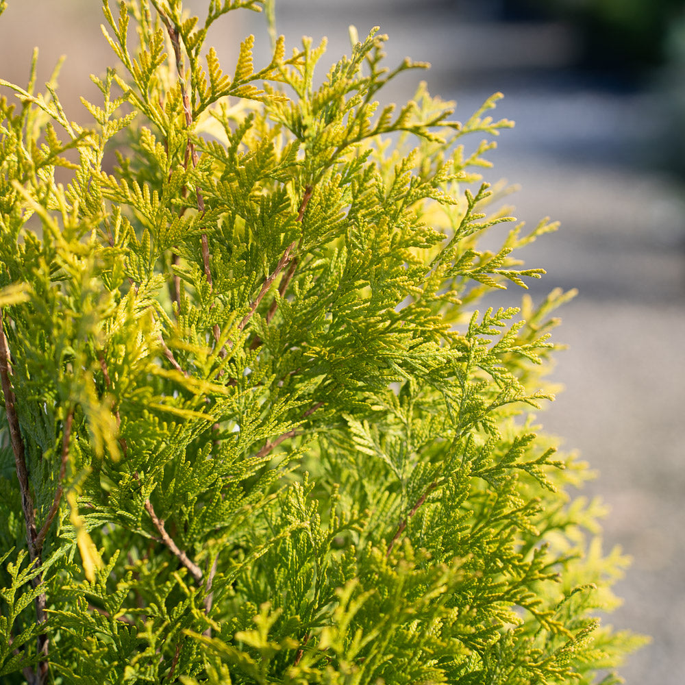 Yellow Ribbon Arborvitae