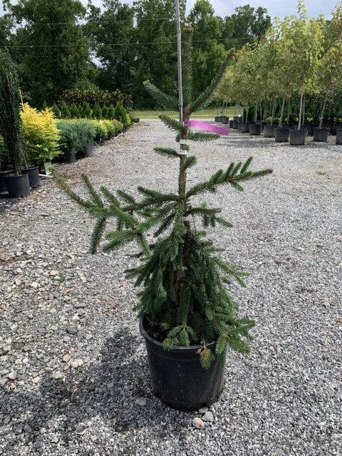 Weeping Norway Spruce Picea at Settlemyre Nursery