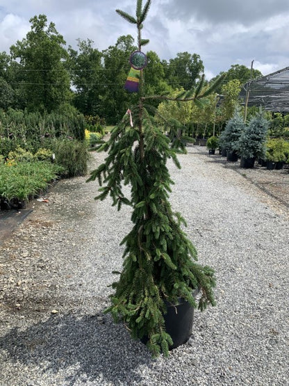 Weeping Norway Spruce