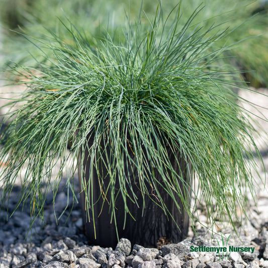 Blue Fescue Ornamental Grass