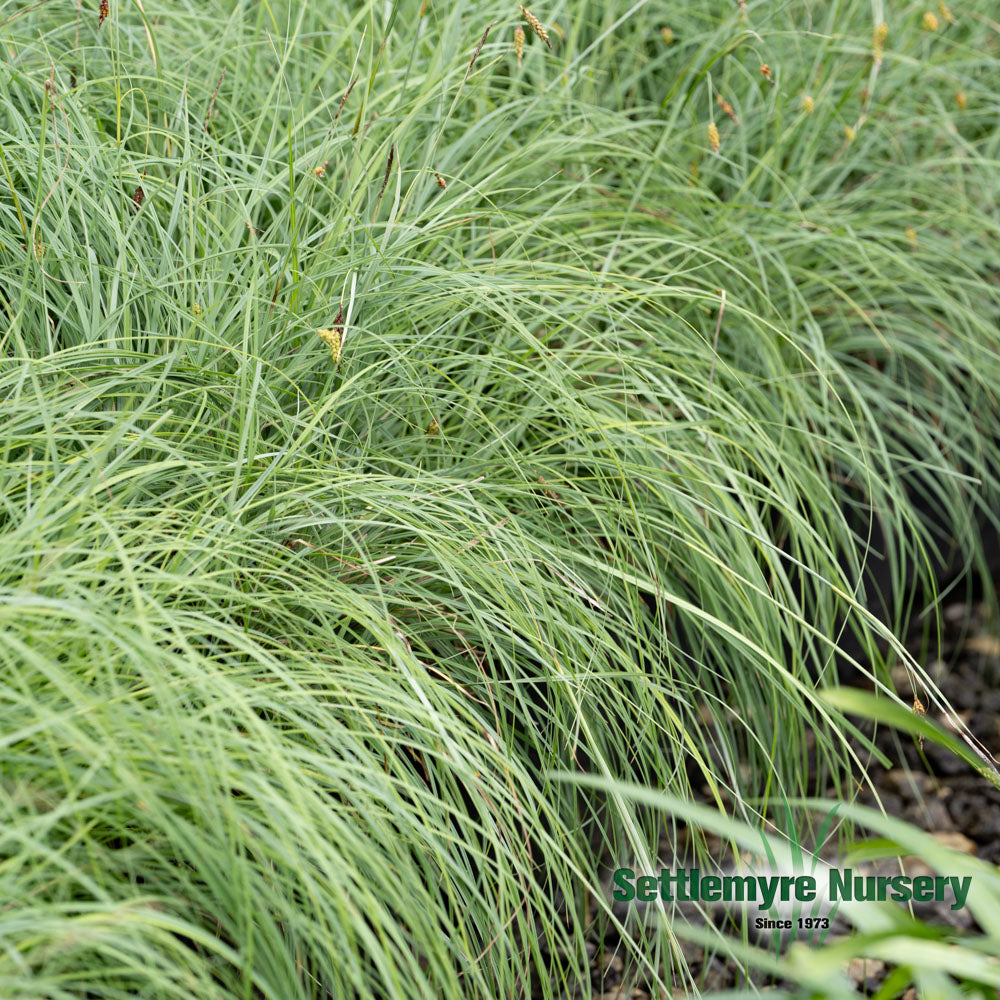 Blue Zinger grass with flowing foliage