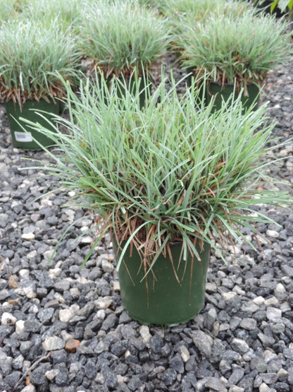 Carex Blue Zinger Ornamental Grass