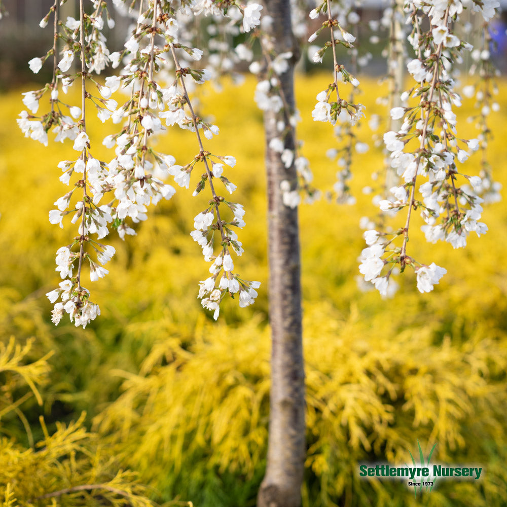 Weeping Cherry Snow Fountain