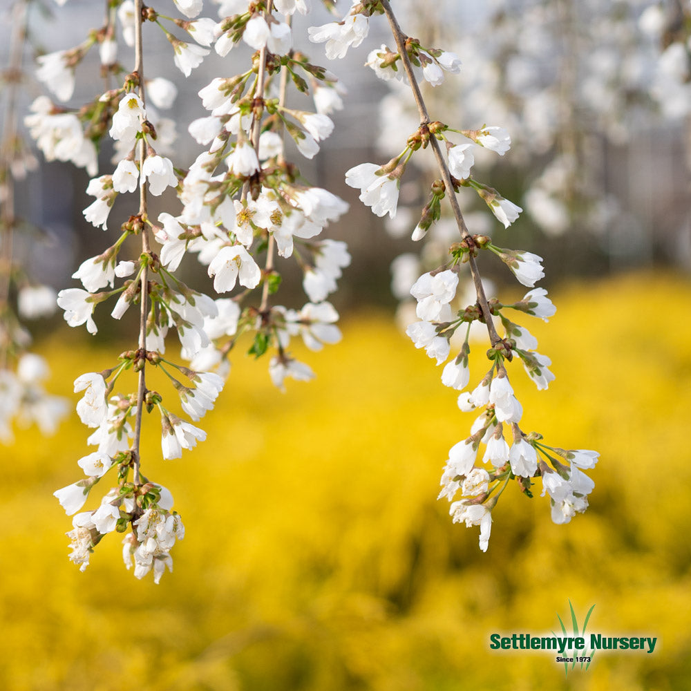 Weeping Cherry Snow Fountain