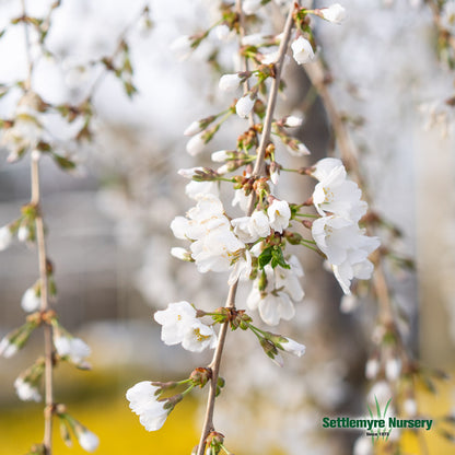 Weeping Cherry Snow Fountain