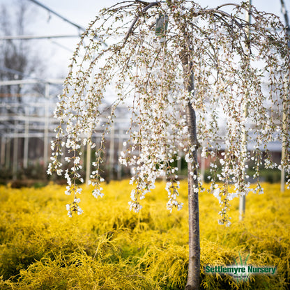 Weeping Cherry Snow Fountain