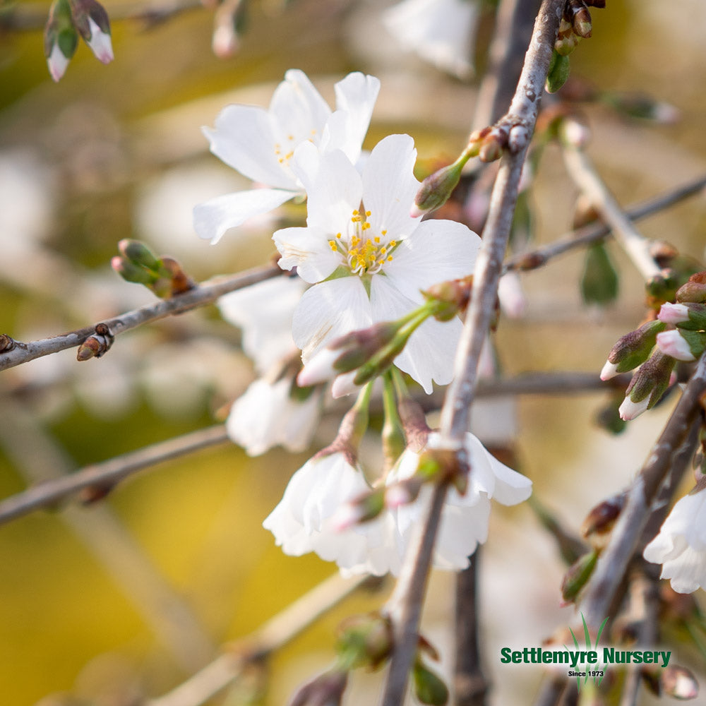 Weeping Cherry Snow Fountain