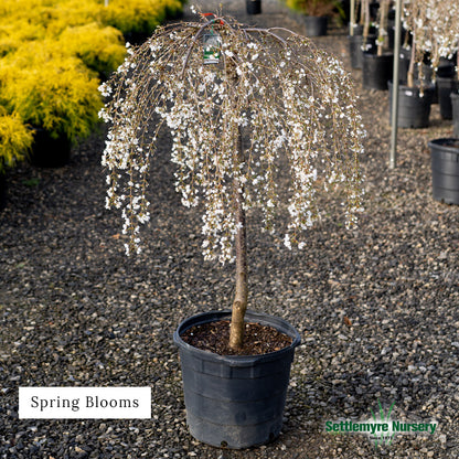 Weeping Cherry Snow Fountain