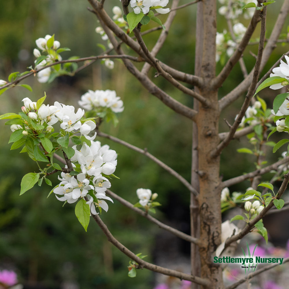 Spring Snow Crabapple 15 Gallon