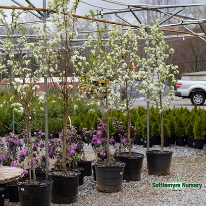 Spring Snow Crabapple 15 Gallon